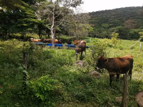 FINCA EN VENTA.  GANADERÍA.  NACIENTES DE  AGUA TERMAL. 162  HECT. - Imagen 15