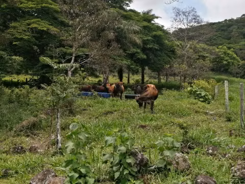 FINCA EN VENTA.  GANADERÍA.  NACIENTES DE  AGUA TERMAL. 162  HECT. - Imagen 18