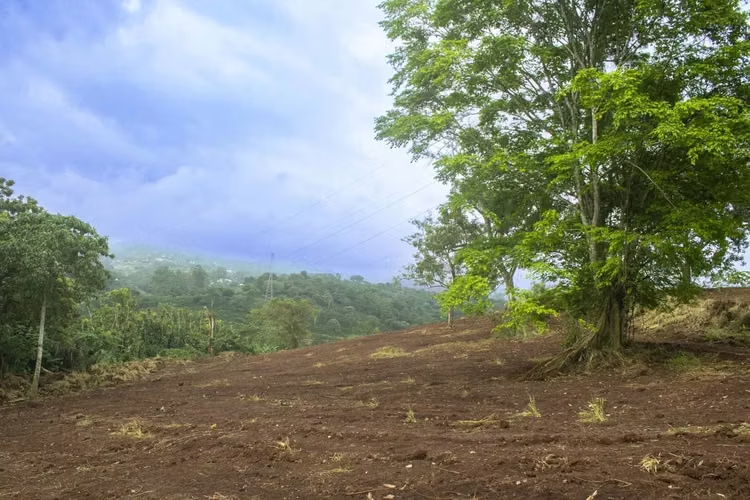 Terreno en Venta en el Centro de Naranjo – 63,045 m² para Desarrollo Comercial o Industrial
