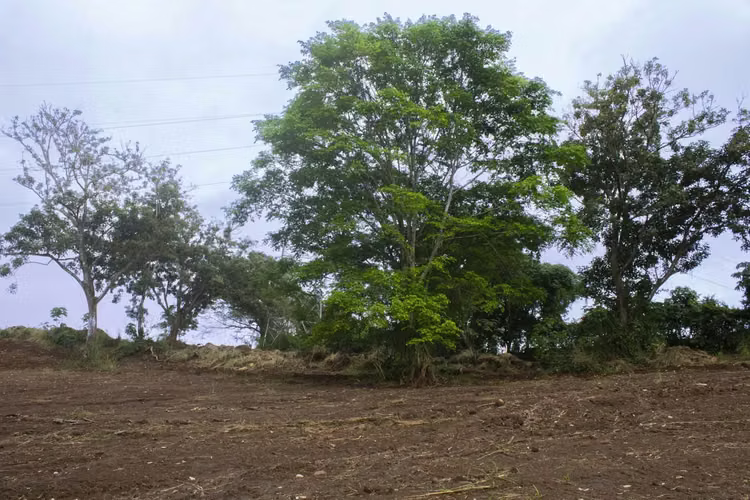 Terreno en Venta en el Centro de Naranjo – 63,045 m² para Desarrollo Comercial o Industrial
