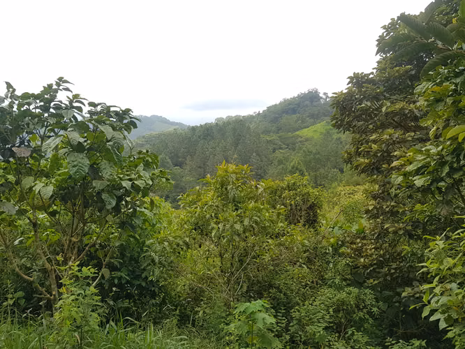 Finca con variadas vistas en Berlín, San Ramón, Alajuela