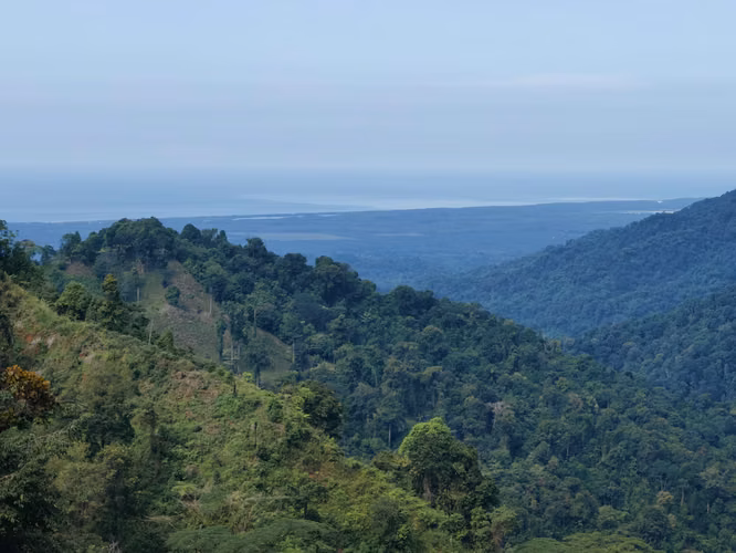Finca Cafetalera de 201 Hectáreas con Vista al Océano Pacífico - Imagen 4