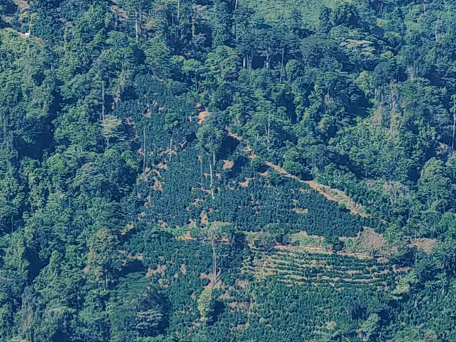 Finca Cafetalera de 201 Hectáreas con Vista al Océano Pacífico - Imagen 2
