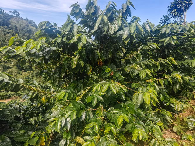 Finca Cafetalera de 201 Hectáreas con Vista al Océano Pacífico - Imagen 6