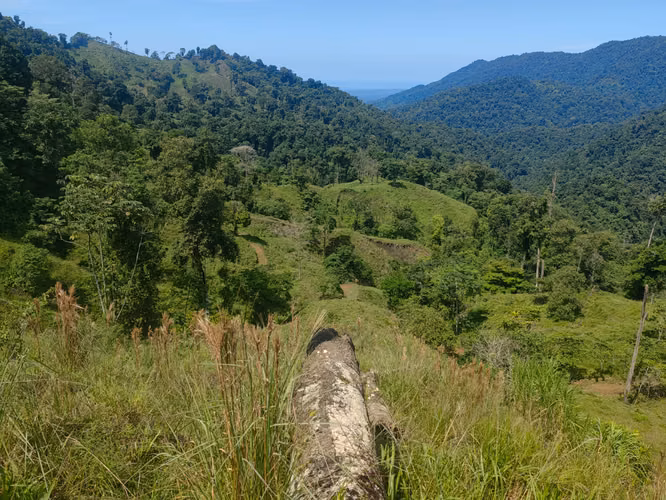 Finca Cafetalera de 201 Hectáreas con Vista al Océano Pacífico - Imagen 3