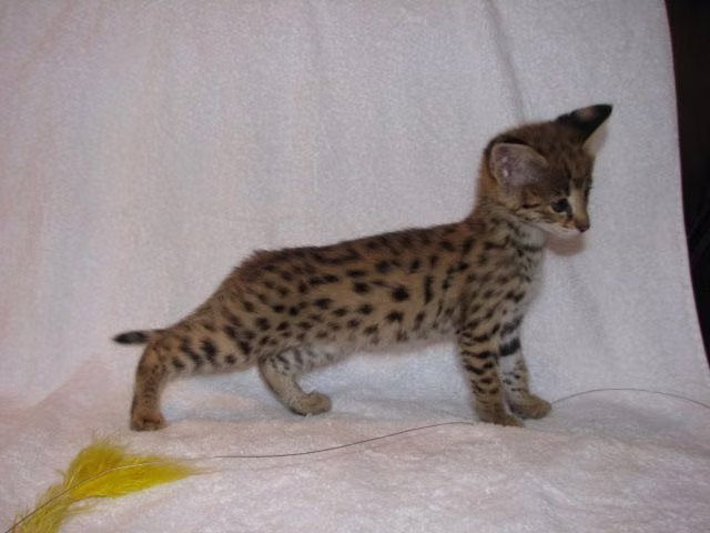 Serval e Savannah