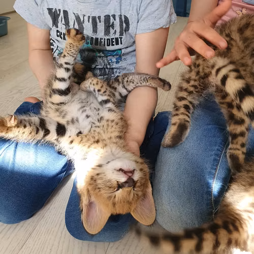 Serval e Savannah