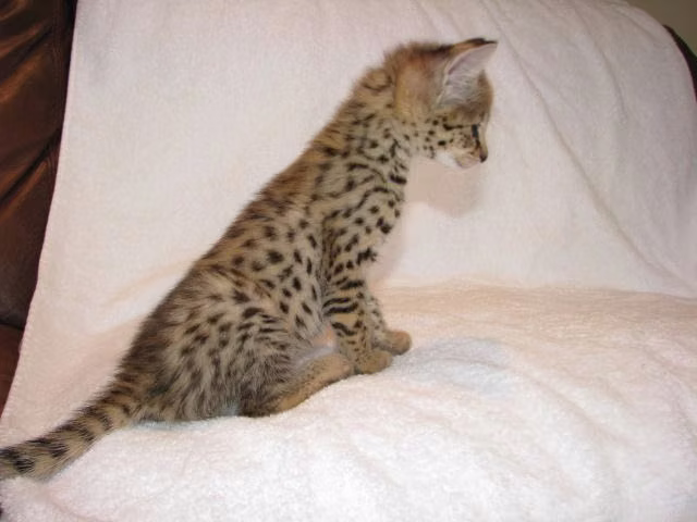 Serval e Savannah