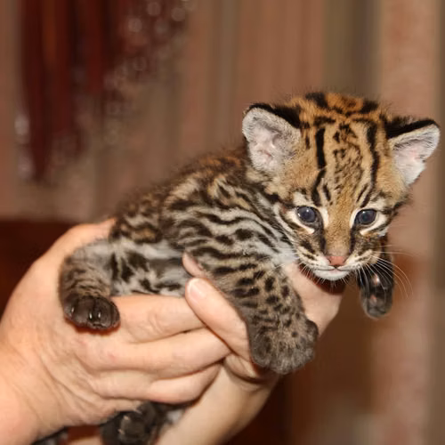Cuccioli di Caracal e Ocelot