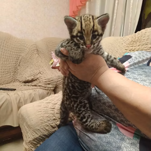 Cuccioli di Caracal e Ocelot