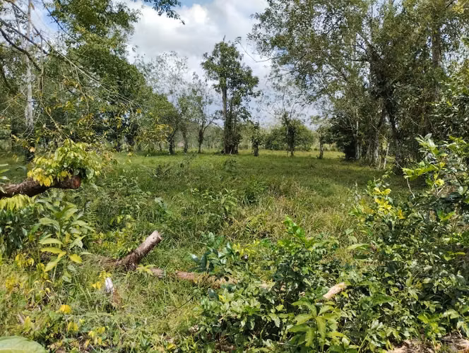 Venta de finca en  Pocosol 75,029 m², San Carlos, naturaleza y potencial en un solo lugar