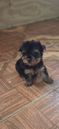 Vendo cachorritos yorkie mini - Imagen 6