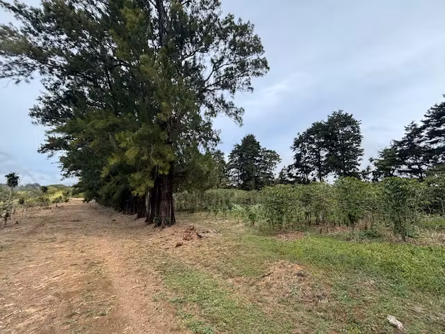 En venta finca en zona agropecuaria, Poás de Alajuela, 6050