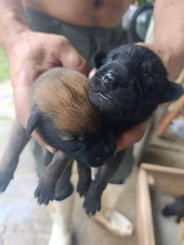 Hermosos Cachorros de Pastor Belga de Raza Pura