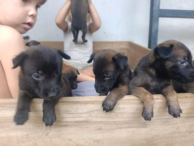 Hermosos Cachorros de Pastor Belga de Raza Pura