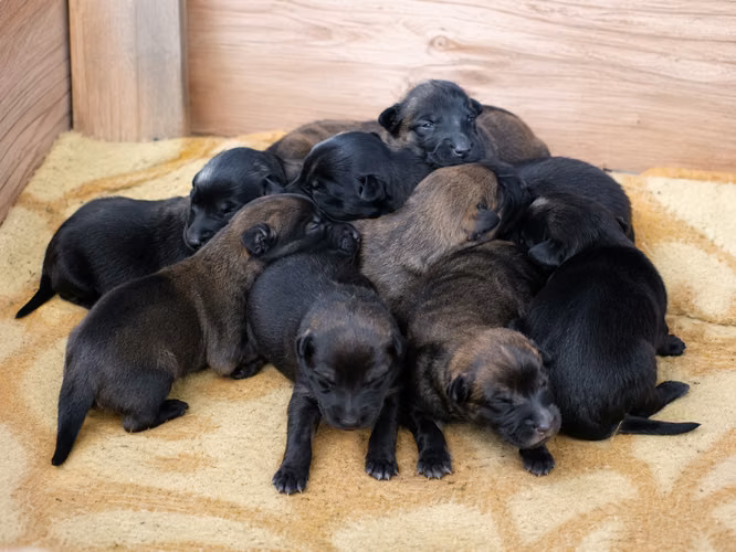 Hermosos Cachorros de Pastor Belga de Raza Pura
