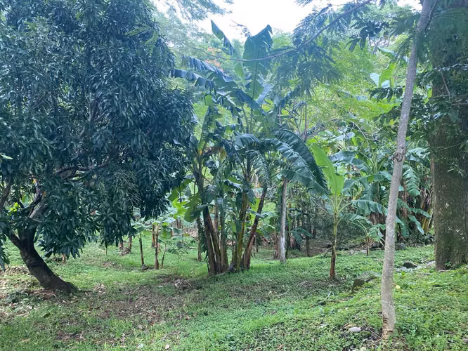 Finca con Casas en Guadalupe de San Rafael de Esparza, Puntarenas