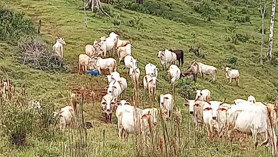 Venta de Finca Productiva de 151 Hectáreas | Sarapiquí, La Delia Heredia - Imagen 8