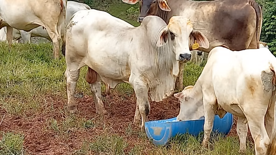 Venta de Finca Productiva de 151 Hectáreas | Sarapiquí, La Delia Heredia - Imagen 9