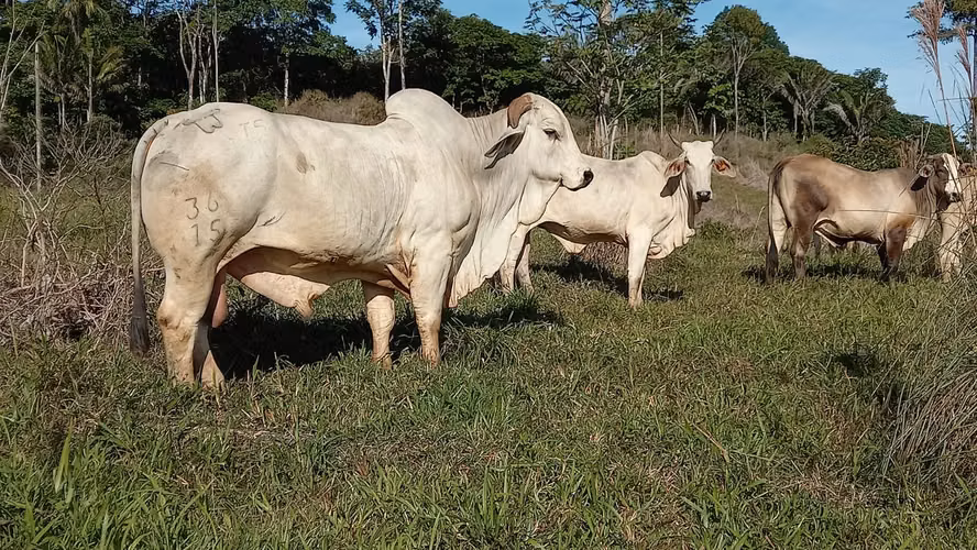 Venta de Finca Productiva de 151 Hectáreas | Sarapiquí, La Delia Heredia - Imagen 10