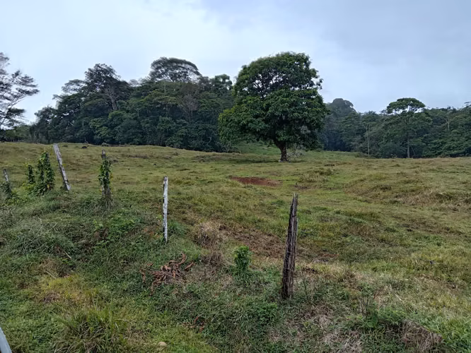 Venta de Finca Productiva de 151 Hectáreas | Sarapiquí, La Delia Heredia