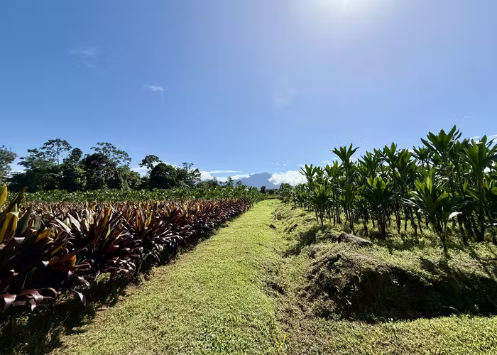 FINCA EN GUÁPILES . USO DE SUELO - Imagen 16