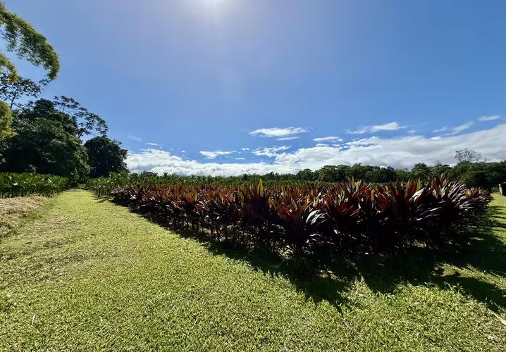 FINCA EN GUÁPILES . USO DE SUELO - Imagen 5