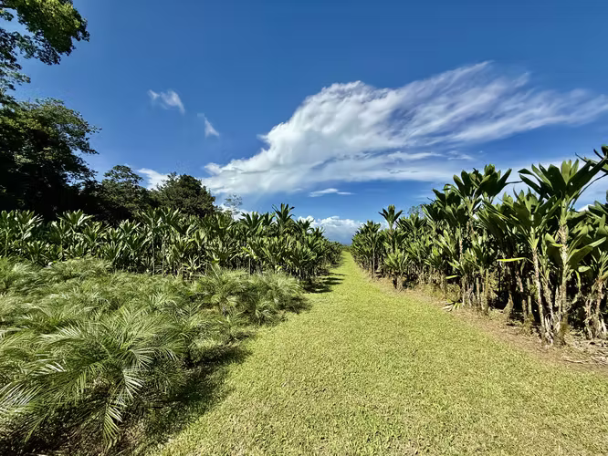FINCA EN GUÁPILES . USO DE SUELO - Imagen 8