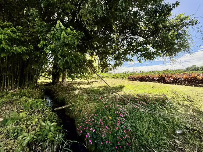 FINCA EN GUÁPILES . USO DE SUELO - Imagen 17