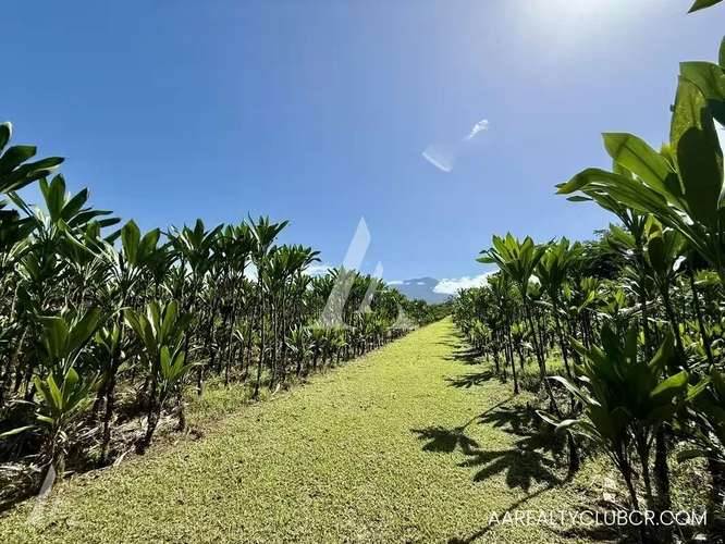 FINCA EN GUÁPILES . USO DE SUELO