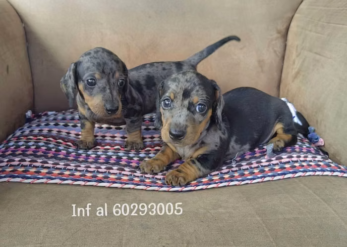 En venta bbs salchicha - Imagen 2