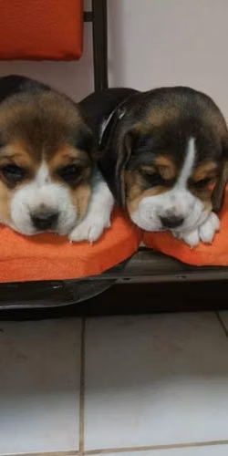 Beagle Tricolor Línea Americana