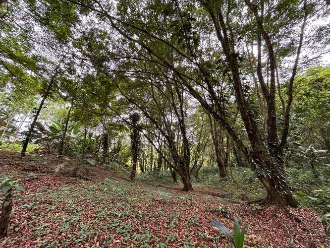  Terreno en venta El Futuro, La Tigra | 2.773 m²  |   - Imagen 8