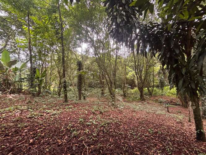  Terreno en venta El Futuro, La Tigra | 2.773 m²  |   - Imagen 5
