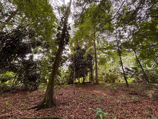  Terreno en venta El Futuro, La Tigra | 2.773 m²  |   - Imagen 11