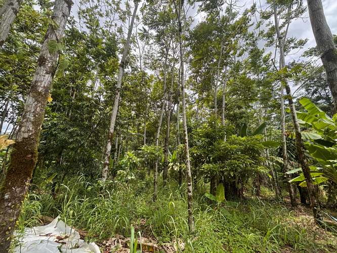  Terreno en venta El Futuro, La Tigra | 2.773 m²  |   - Imagen 20