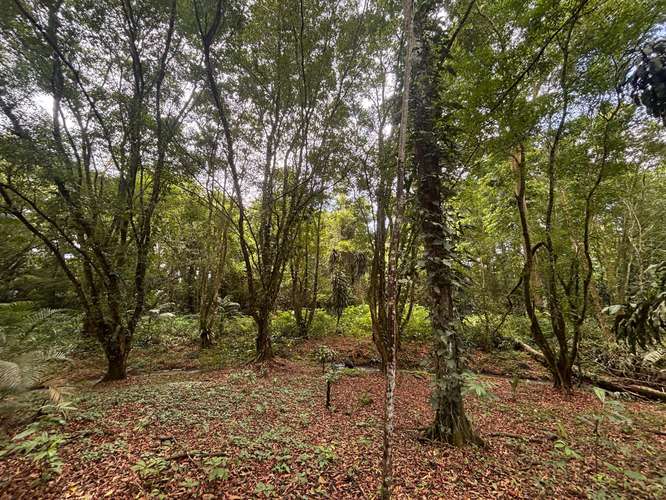  Terreno en venta El Futuro, La Tigra | 2.773 m²  |   - Imagen 6