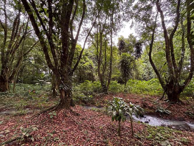  Terreno en venta El Futuro, La Tigra | 2.773 m²  |   - Imagen 9