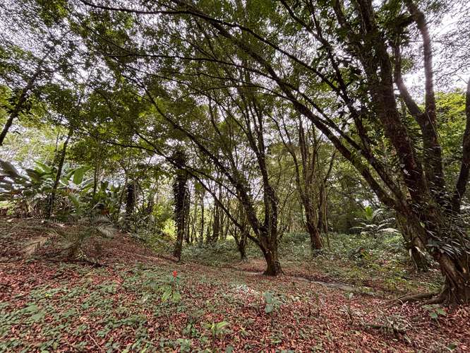  Terreno en venta El Futuro, La Tigra | 2.773 m²  |   - Imagen 10