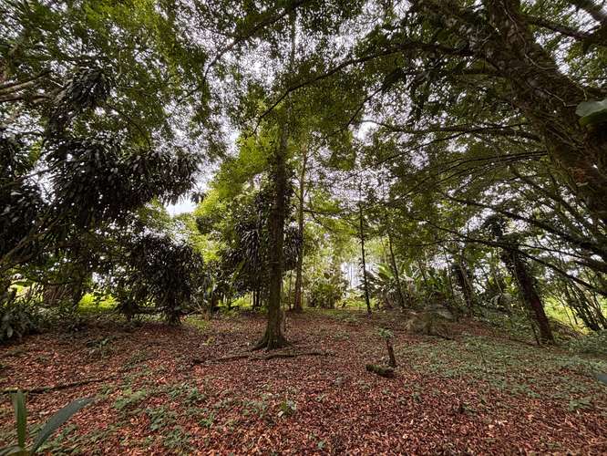  Terreno en venta El Futuro, La Tigra | 2.773 m²  |   - Imagen 7