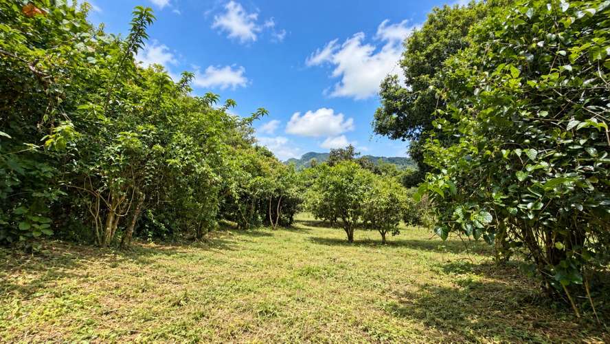 Venta | Terreno con potencial para viviendas de retiro o cohousing | Santa María de Dota