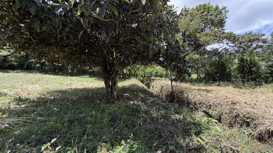 Venta de Terreno en Santa María de Dota (7,705 m²): Naturaleza y Bienestar - Imagen 4
