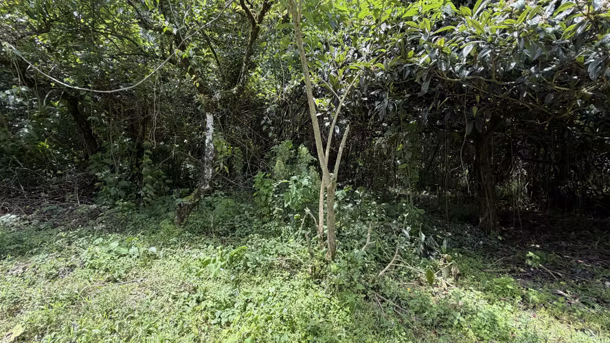 Venta de Terreno en Santa María de Dota (7,705 m²): Naturaleza y Bienestar - Imagen 6