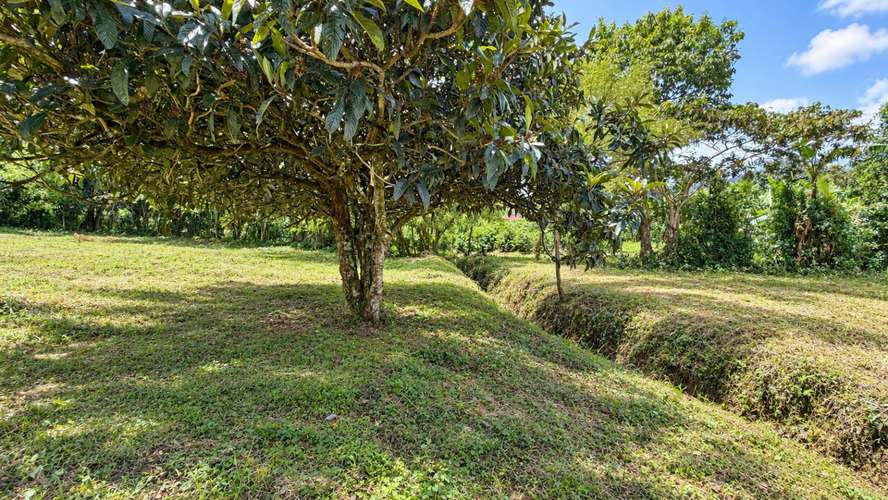 Venta | Terreno con potencial para viviendas de retiro o cohousing | Santa María de Dota