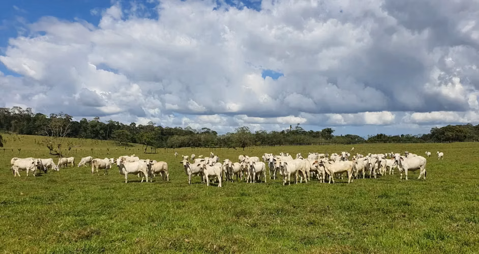 Venta de Finca Agroindustrial de Alta Plusvalía (63 ha) en Pococí, Limón