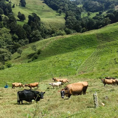 Venta finca Palmira, Zarcero