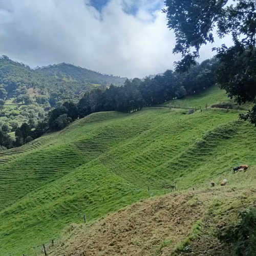 Venta finca Palmira, Zarcero