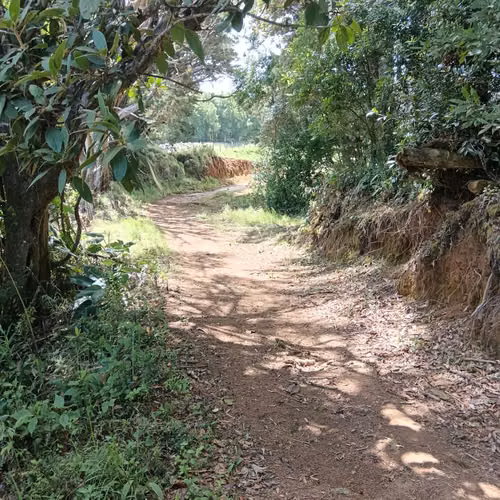 Venta finca Palmira, Zarcero