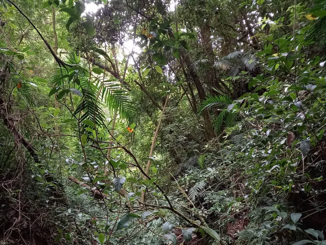 Venta finca Palmira, Zarcero
