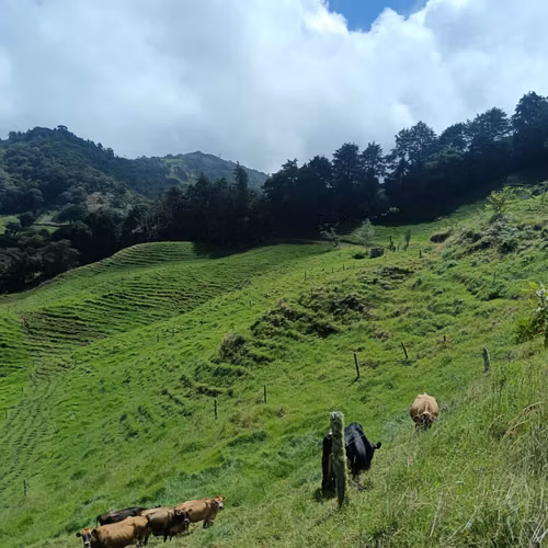 Venta finca Palmira, Zarcero